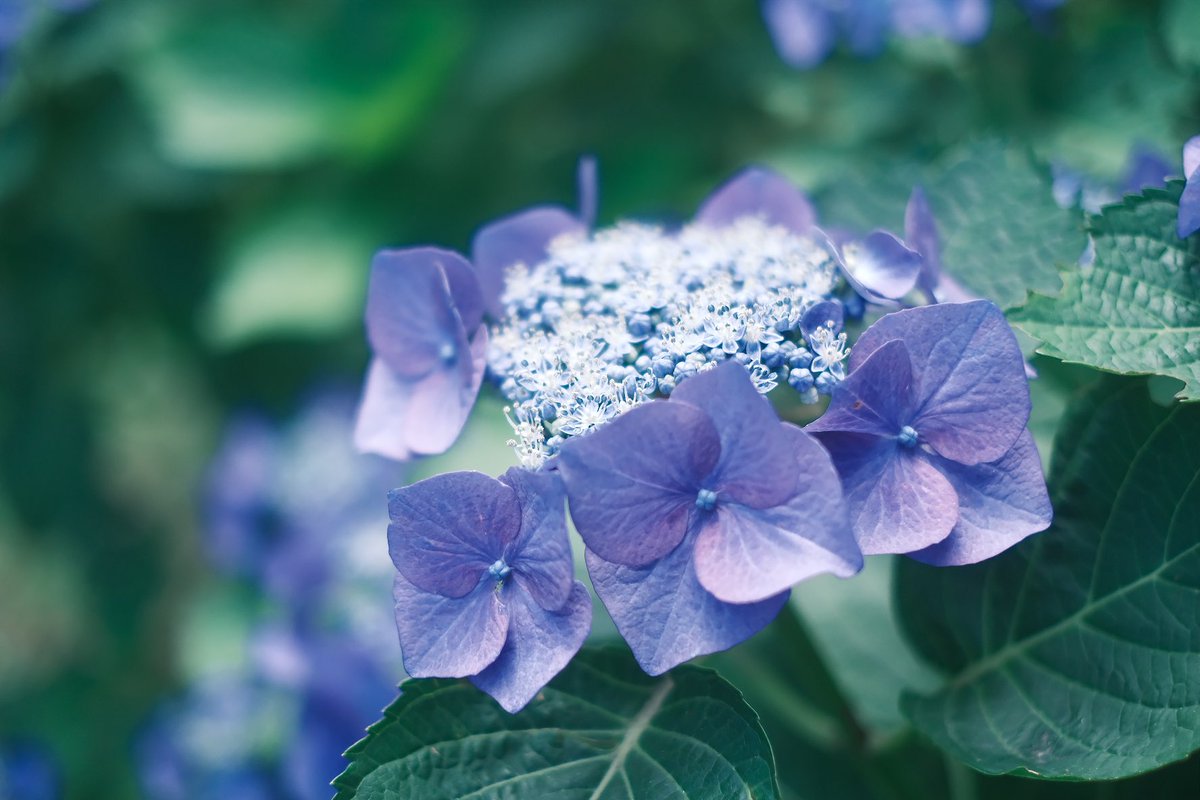 気づいたら梅雨でした、

#photography #coregraphy 
#fujifilm_xseries