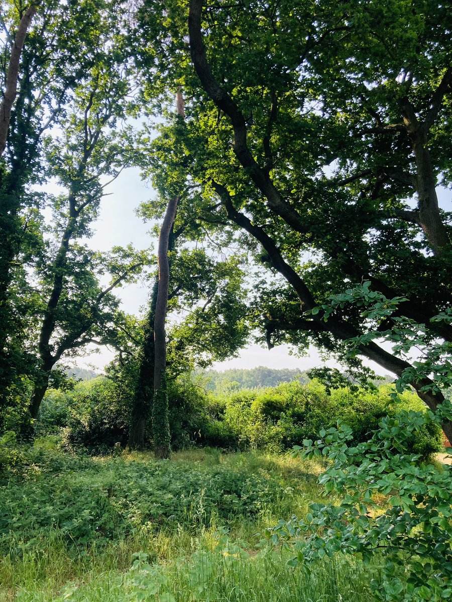 Our home is in the middle of all those beautiful trees 🌲🌳 #TreeClub #ThetfordForest 😍