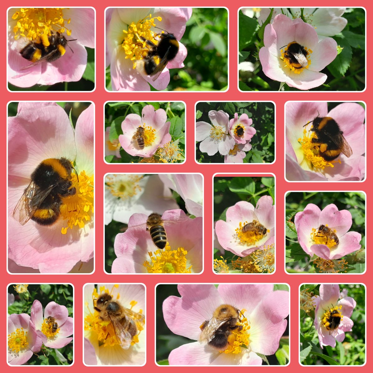 RP_SunnyDays's tweet photo. It was absolute joy to see bees humming all over this #DogRose on the way home from work 🐝🐝❤️
#Bees #SaveOurBees #BeesAreAmazing #LoveBees #BeesUK #Nature #NatureUK @Britnatureguide @NearbyWild #TwitterNatureCommunity #ThePhotoHour #Pollinators #NaturePhotography #WeNeedBees https://t.co/RBZSVsrMo2