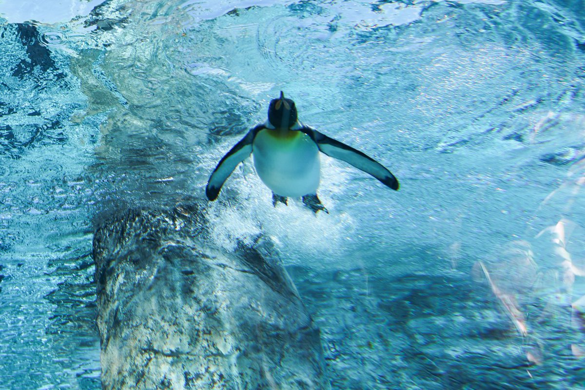 水中トンネルからキングペンギンを見ていたら…頭上に飛び込んできまし
