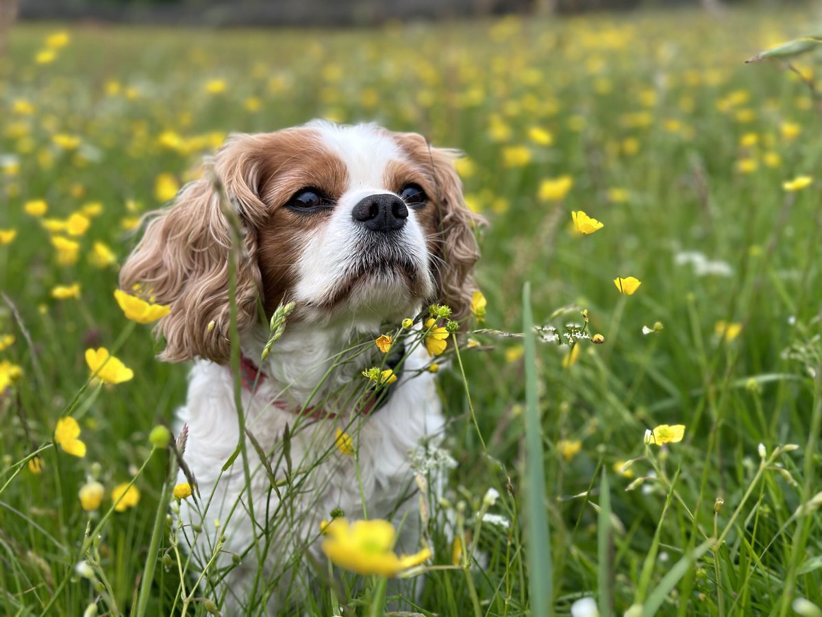 Butt House Keld B&B tweet media