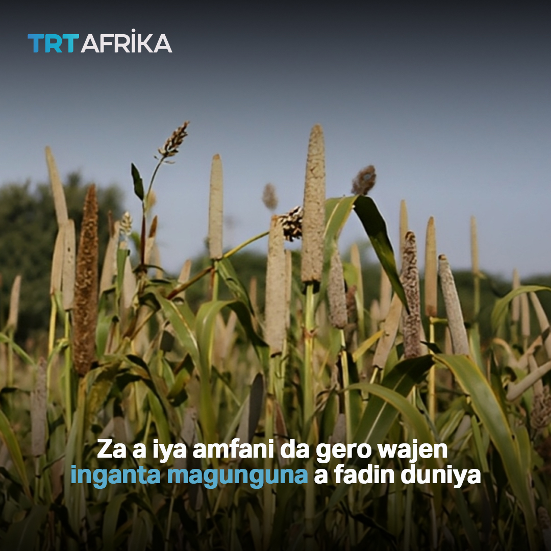 trtafrikaHA's tweet photo. Hukumar Abinci ta MDD ta ce ta ayyana 2023 a matsayin "shekarar gero" don nuna muhimmancinsa ga rayuwar al'umma. Wadanne abubuwa kuke yi da gero a yankunanku? https://t.co/Lo0G8j7T3c