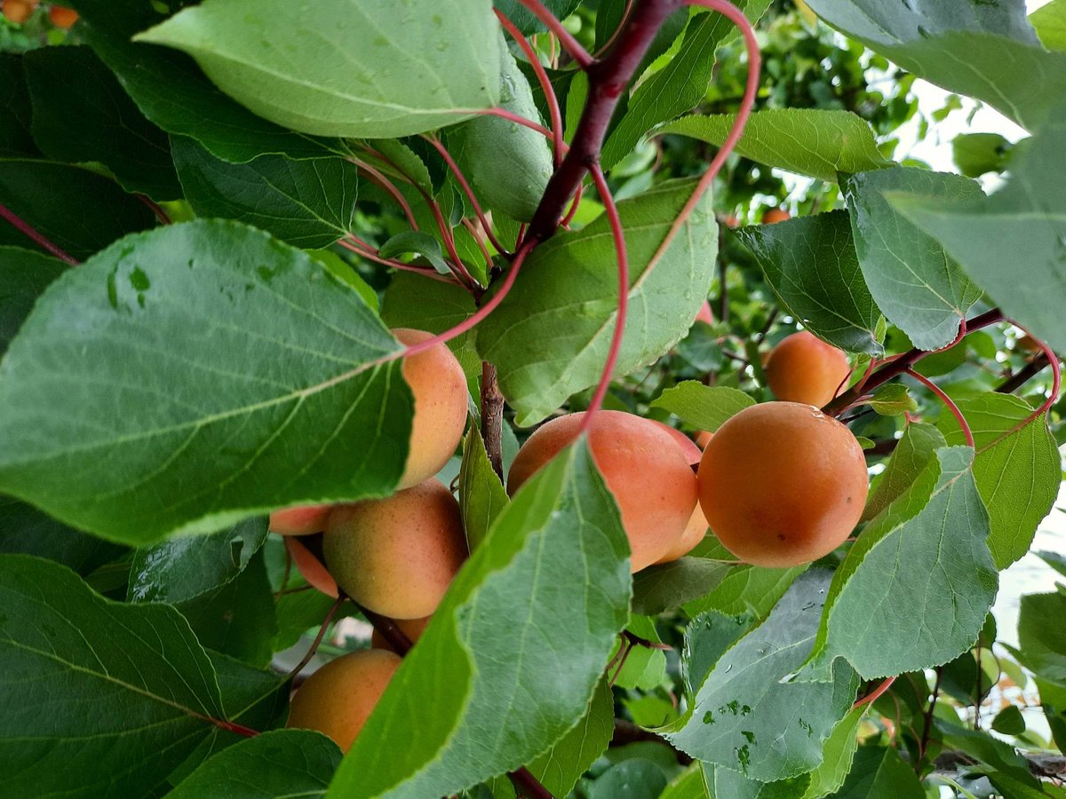 Torta di albicocche, un dolce morbido...