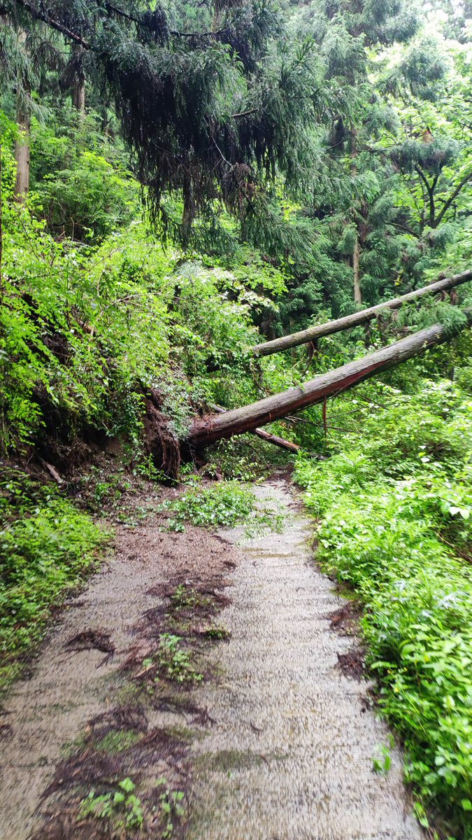 kuroken_pcx's tweet photo. 岩湧山登る方で千石谷林道通る方は土砂崩れにご注意ください！5ヶ所程写真のような所があります。
あと��羊羹食べてる写真の背景に黒いスプレーで塗りつぶされた看板あるけどイタズラかな😡 https://t.co/hJmdz1fW6L