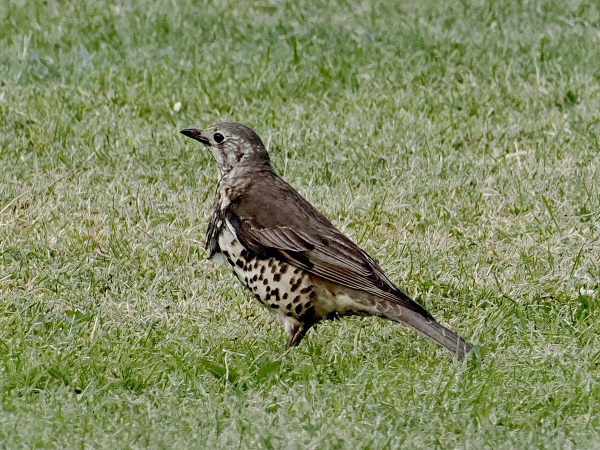 Sorry me again? I’m thinking Mistle Thrush? @AlanDaviesbirds @IoloWilliams2 @Natures_Voice @_BTO