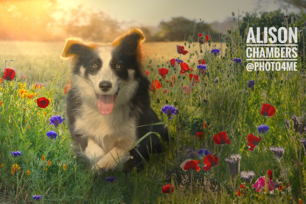 Resting Border Collie©️Alison Chambers2023. 15% off at Photo4Me - Shop.Photo4Me.com/1233372  Also on alisonchambers2.redbubble.com & 2-alison-chambers.pixels.com #bordercollie #bordercollielovers #BorderCollieDogs #dogdays #dogdaysofsummer #doglovers #englishcountryside #wallartforsale