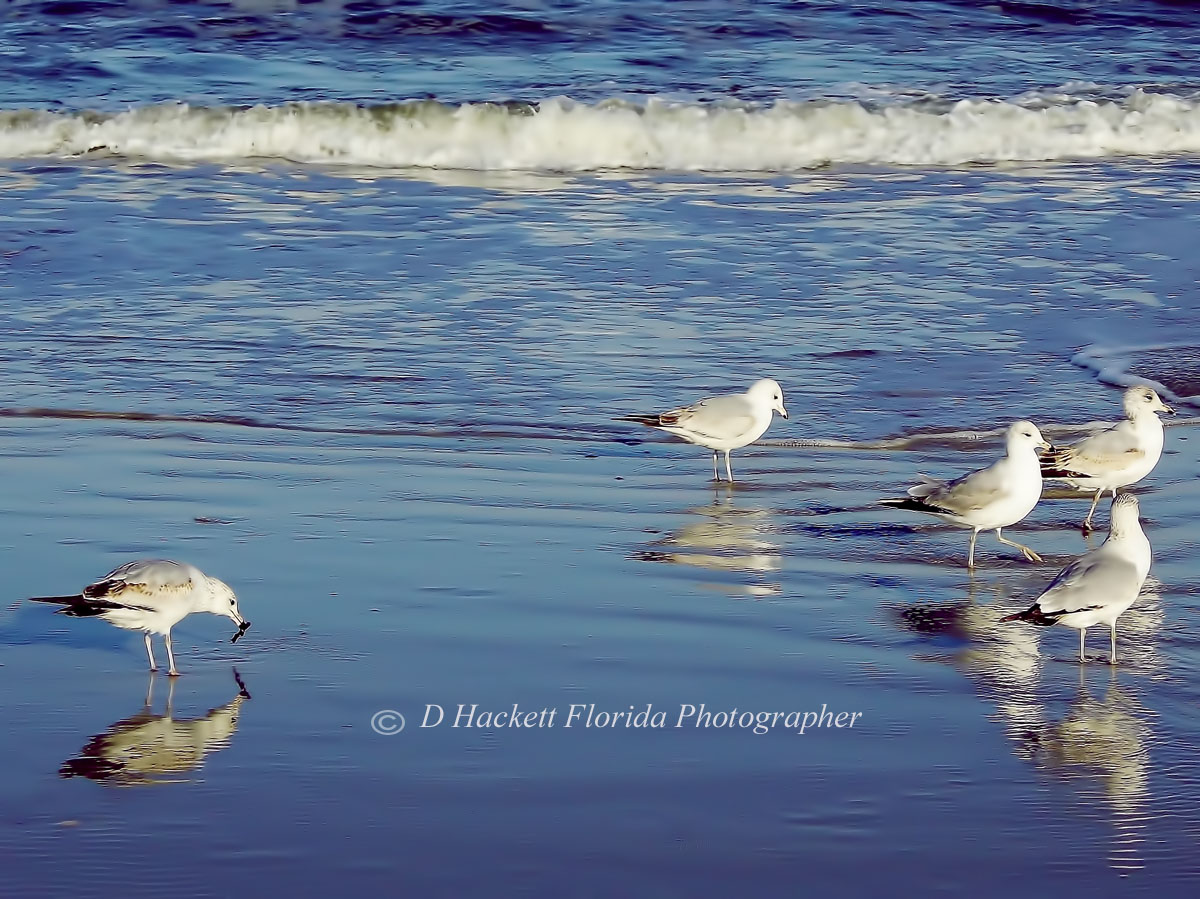 Seagulls in the surf on #fernandinabeach with their #reflections in the saltwater Amelia Island Florida D Hackett donna-hackett.artistwebsites.com/featured/1-bea…