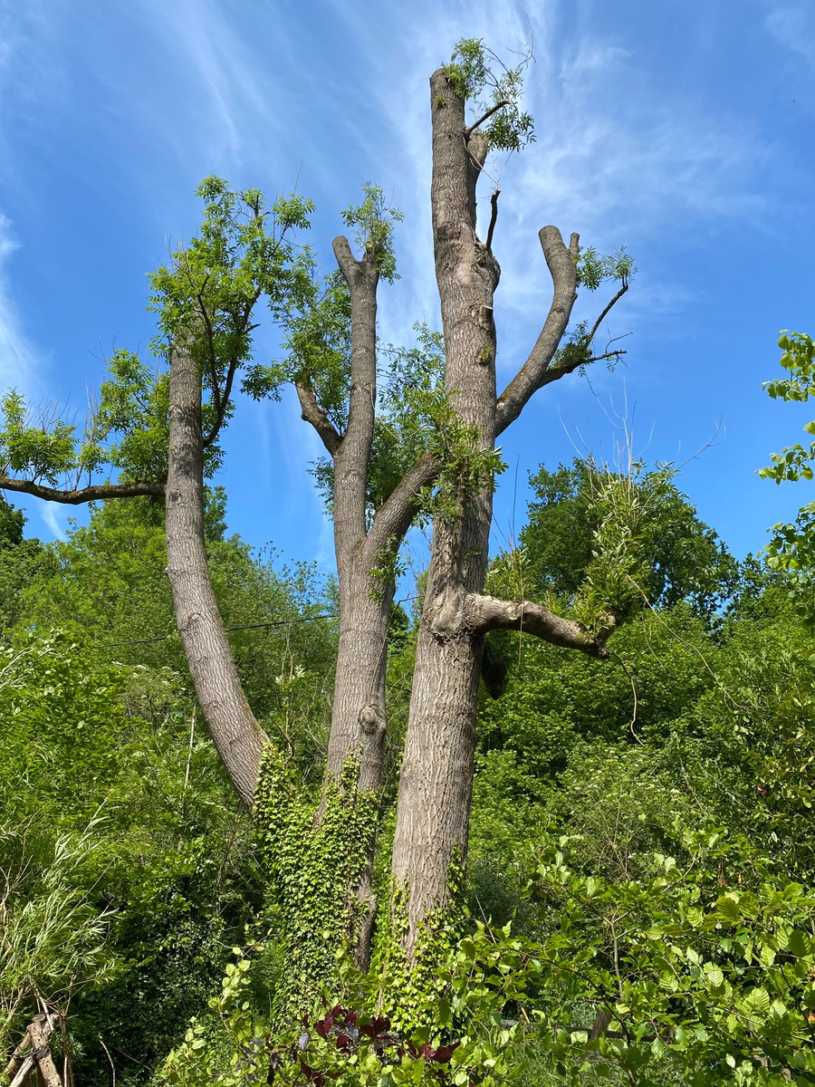 Ash dieback disease is devastating ash trees, but delayed felling is good for wildlife.  Severe crown reduction is a great management option, reducing risk and boosting biodiversity by retaining  the standing trunks.  Well done National Trust at Ightham Mote.