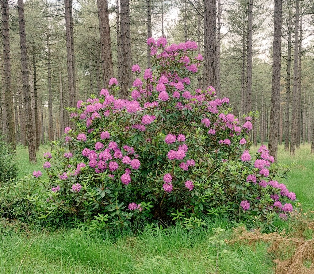 #GoodMorningTwitterWorld Have a lovely sunday !!!!! Looks like thunderstorms here today!!!! 😳 so be careful out there guys.♥️😍
#forest #woodland #Flowers #flowerphotography #FLOWER #flowerpetals #Beautiful_Flower #NaturalBeauty #sundayvibes