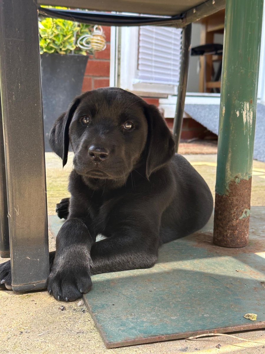 pat@wizzbut 💙 tweet media