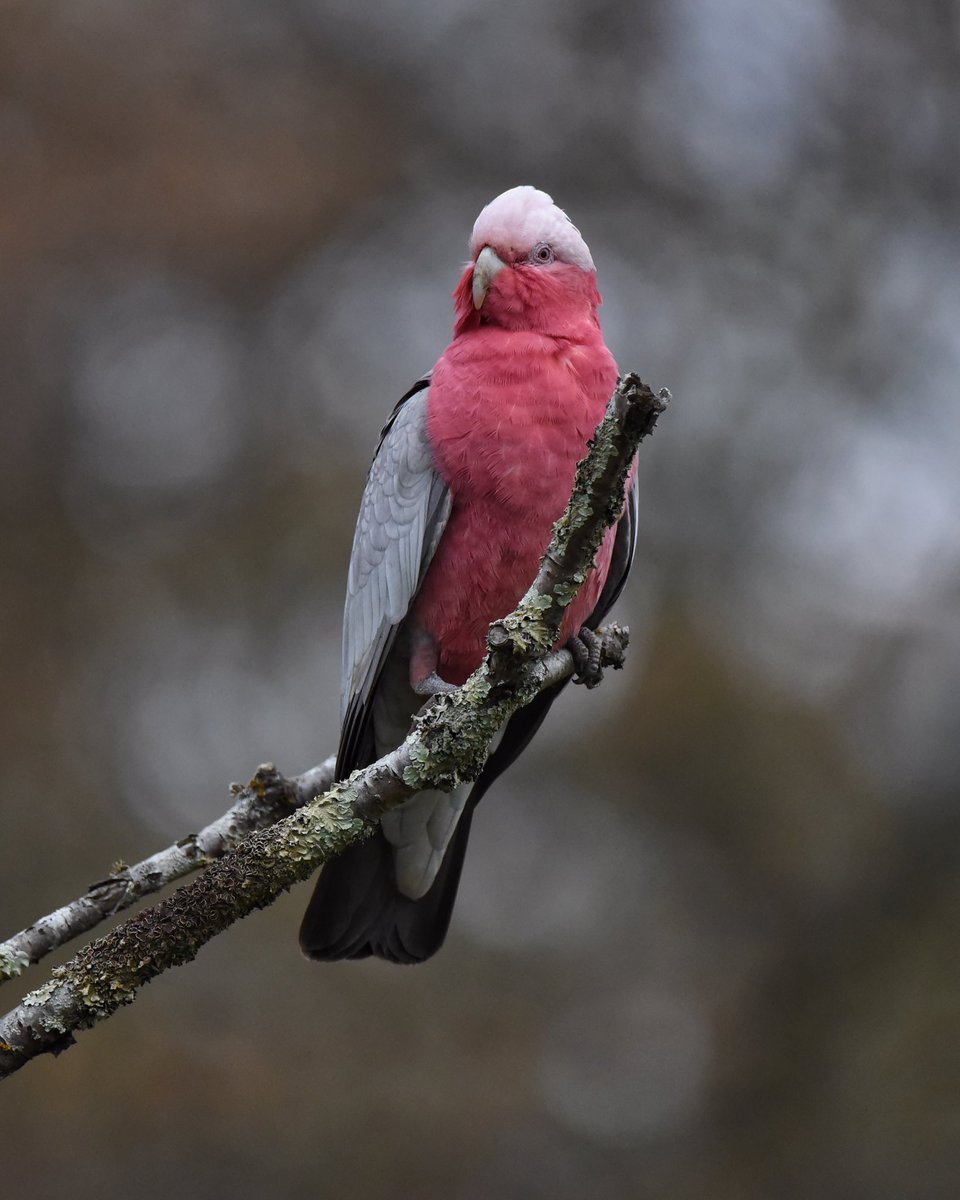 GPMooreEsq's tweet image. And then a step to the right!

Two shots a step apart - both work. Well posed this female Galah.

#WildOz #OzBirds #Galah #BirdsInBackyards
