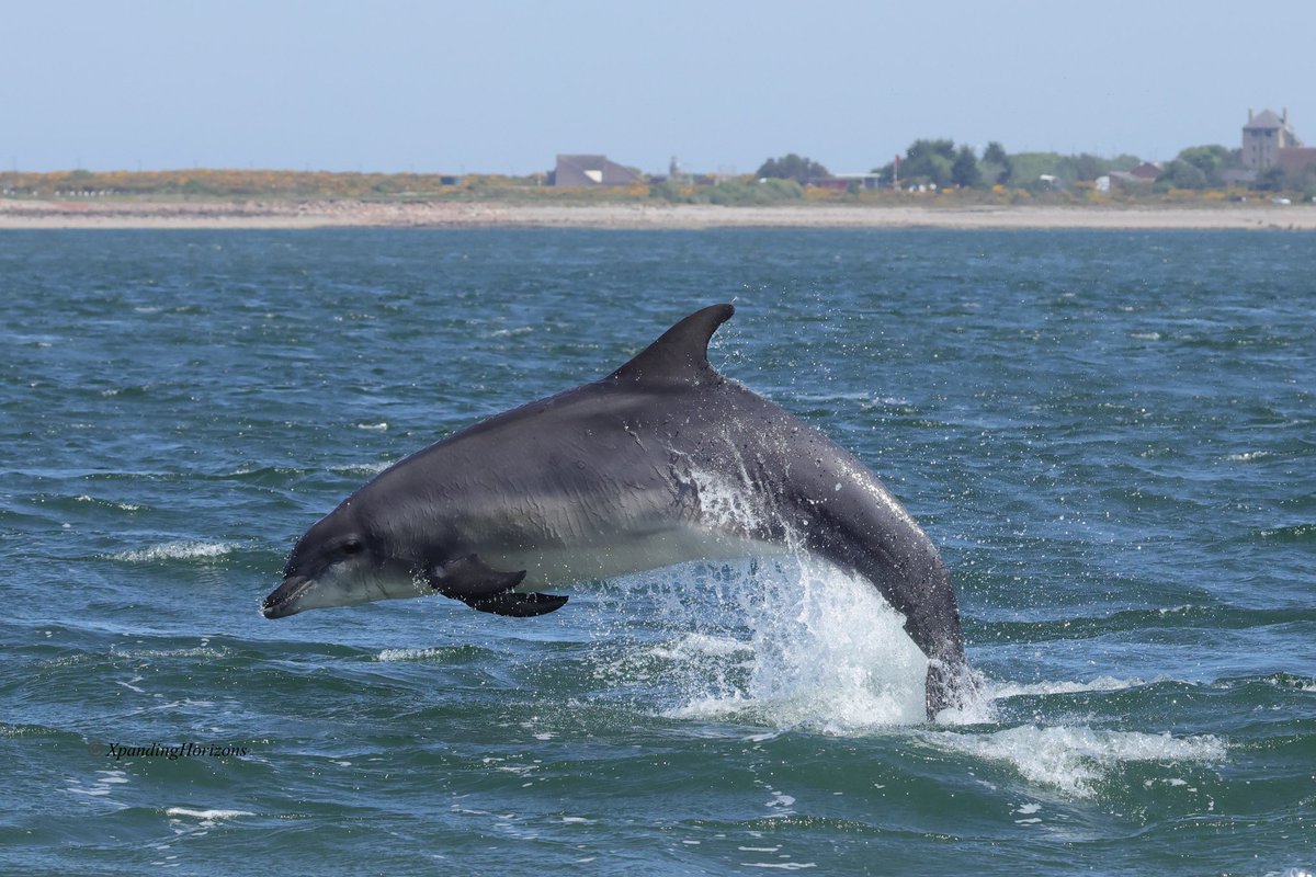 Electron Blue tweet media