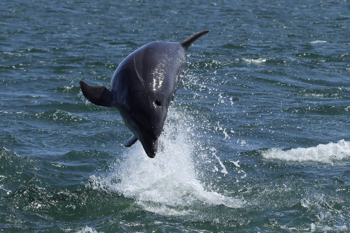 Electron Blue tweet media