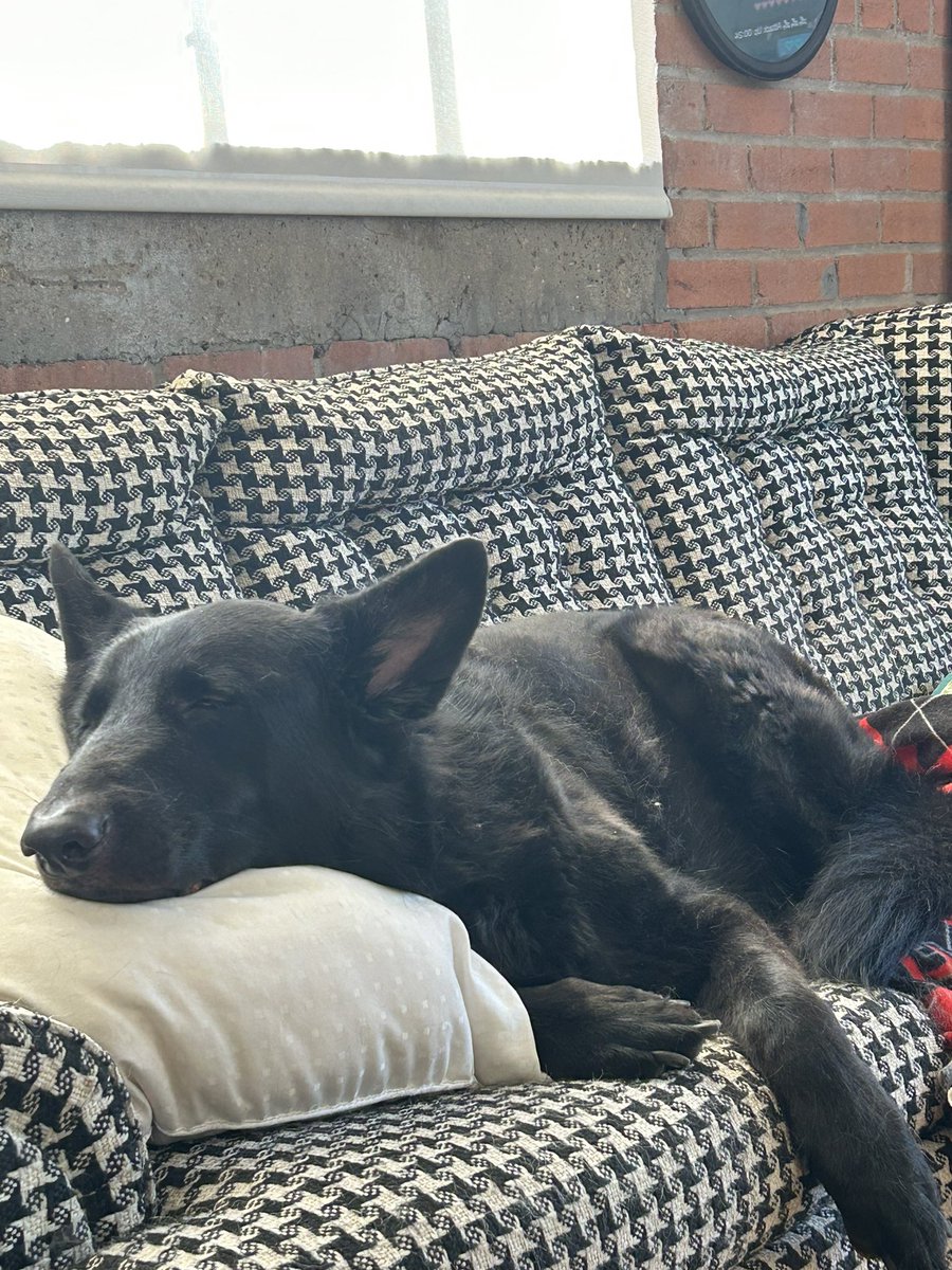 @TheCFCclinic @txhsfbchat @AlabamaFTBL @BarstoolAlabama @rollbamaroll @RTRnews Bear taking a nap on our Houndstooth couch