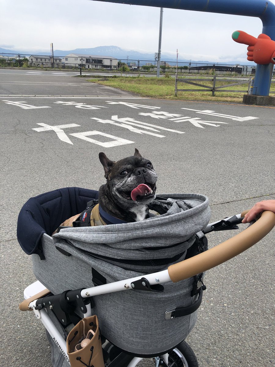 Misya28's tweet image. 初エアバギー🚗
大人しく乗ってくれた🙌
ホッと一安心ε=(￣｡￣;)