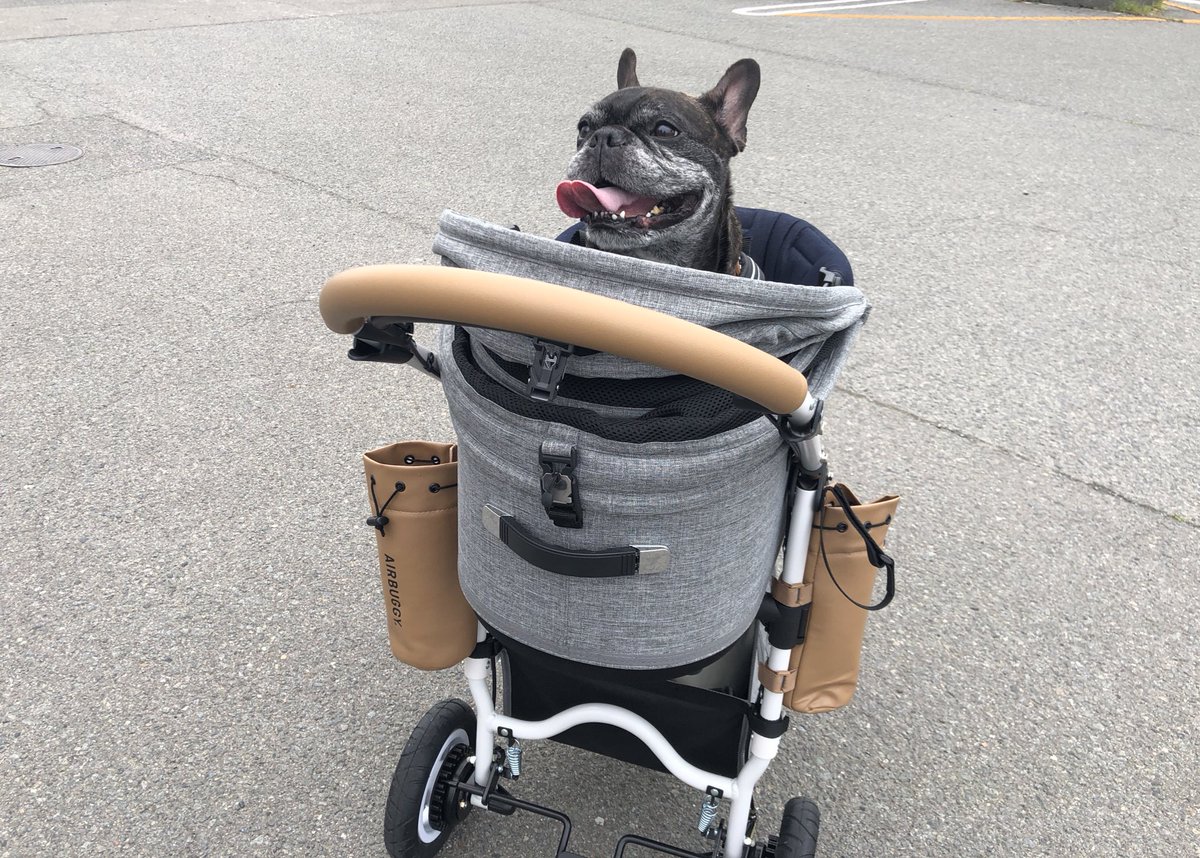 Misya28's tweet image. 初エアバギー🚗
大人しく乗ってくれた🙌
ホッと一安心ε=(￣｡￣;)