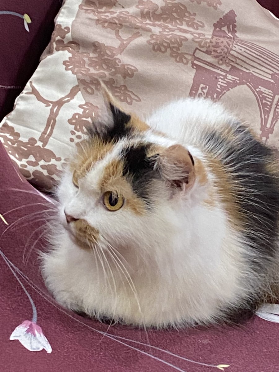 learorrr's tweet photo. 10/10 loaf <33 https://t.co/JG8CPeggil