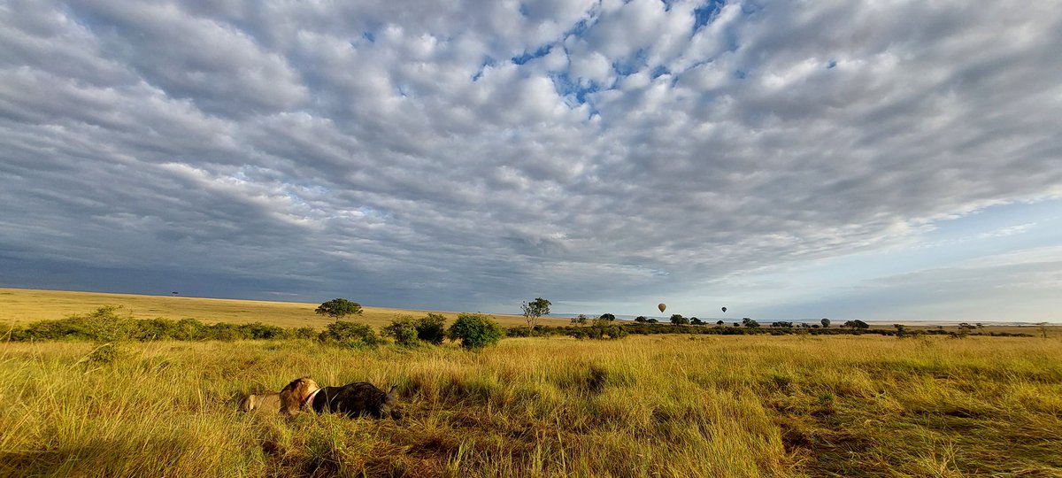 Just another  sweet morning  at the Masai Mara
#wildlifephotography 
#wildearth 
#AnimalLovers 
#thephotographer 
#photooftheday 
#landscapes 
#ChampionsLeagueFinal 
#photography 
#lionfaiaroundtheworld 
#nationalgeographic
#AfricanLion23 #malelions