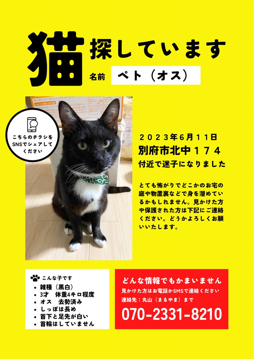 nanao__antai's tweet photo. 家族の猫ちゃんが迷子になりました
とても甘えん坊で臆病な子です。

早くおうちに帰らせてあげたいので
見かけた方はDMでもリプでも連絡ください。

ご協力お願い致します。

#拡散希望 #迷い猫探してます 
#迷子猫 #猫 #迷子 #大分 #別府 https://t.co/lwQYo2HHLC