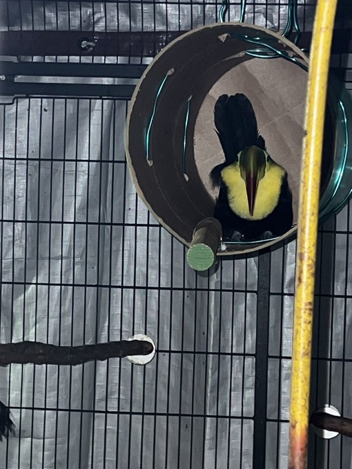 I went to go cover the toucans aviary and only saw Meghan sleeping on the lower perch &amp; couldn&rsquo;t find<a href="/tag/venice"class="tags"><span>#venice</span></a>