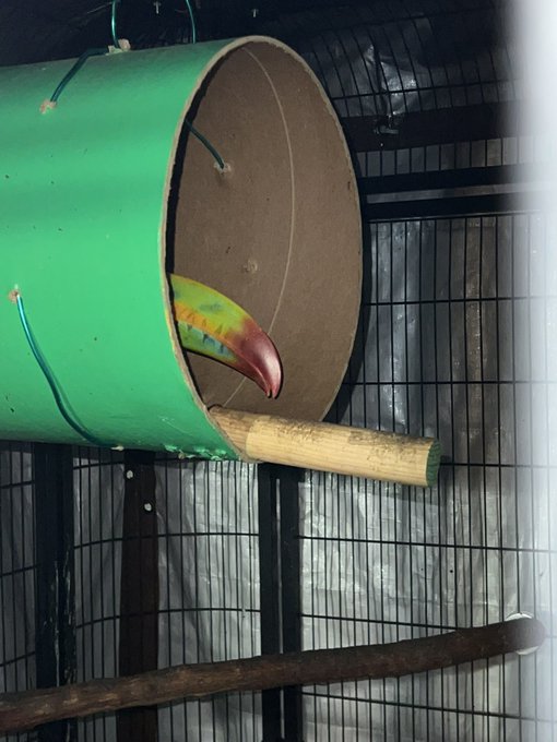 I went to go cover the toucans aviary and only saw Meghan sleeping on the lower perch &amp; couldn&rsquo;t find<a href="/tag/venice"class="tags"><span>#venice</span></a>