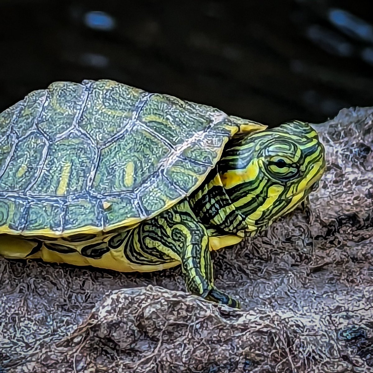 A charming young turtle I met out kayaking today