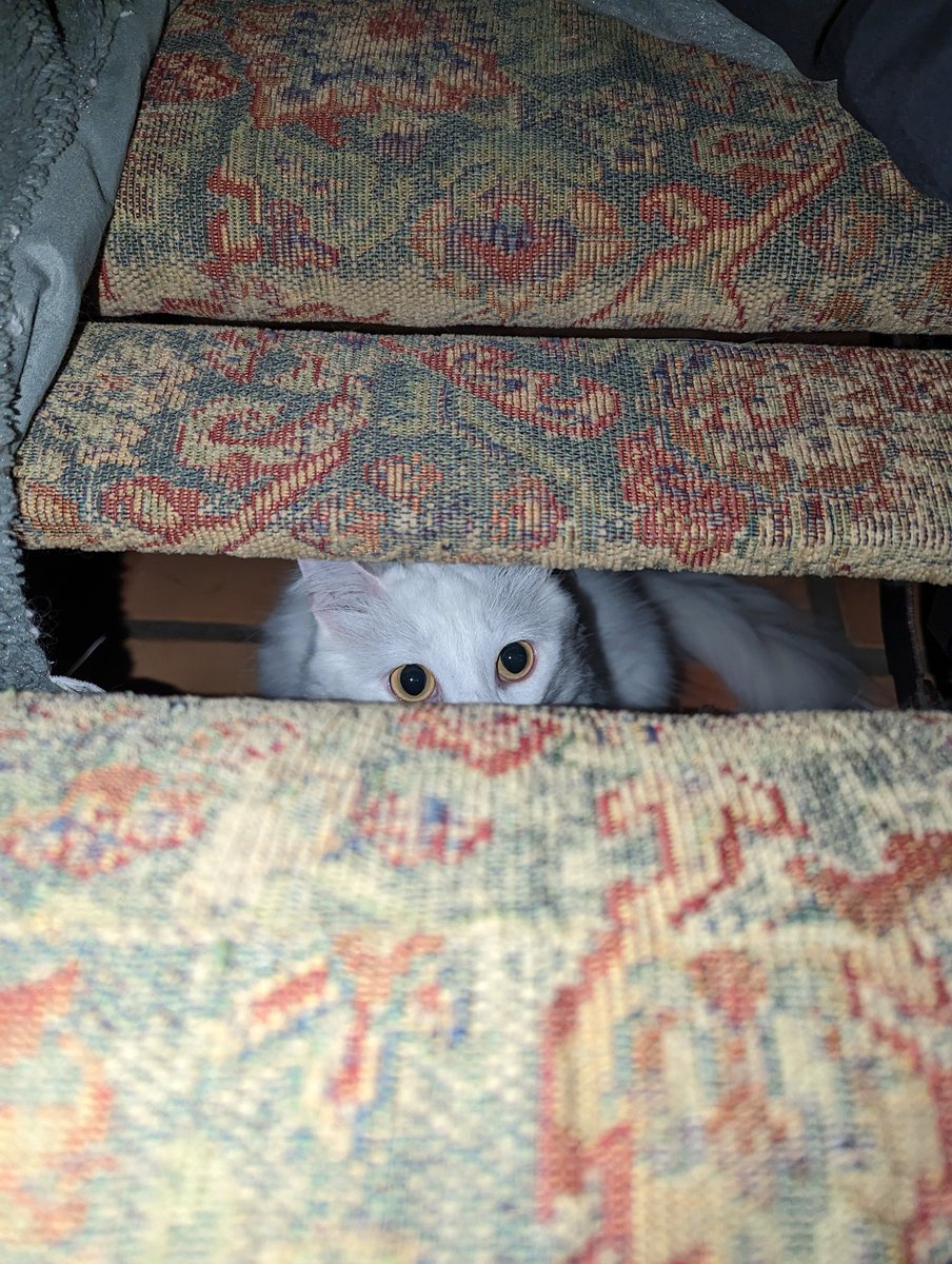 SantaMeowMeow's tweet photo. PSSST PSST https://t.co/CIImu4WIkI