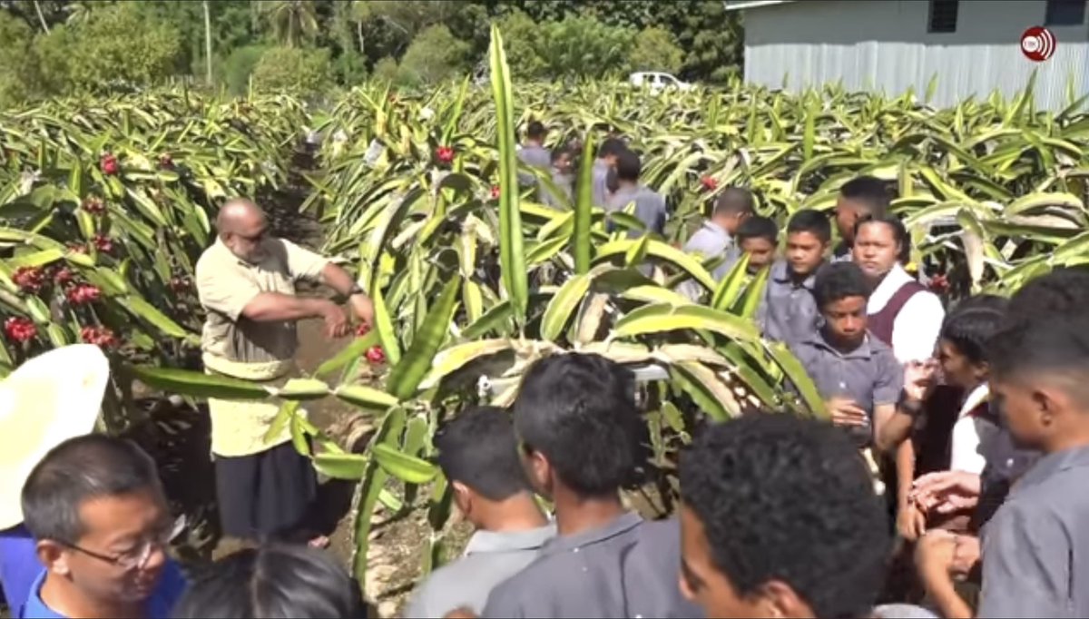 Ulakai1's tweet photo. During this year’s Royal Agricultural Show this is one of the very successful project for the economy and health of Vava’u people in the future and beyond #Dragonfruits #Vavauchinaproject https://t.co/O4kz2t9wZX