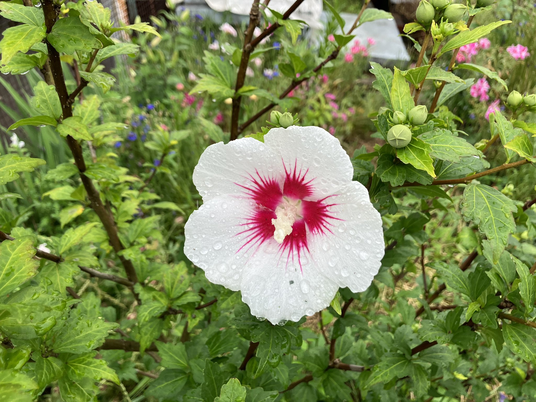 shigeyuki on Twitter 