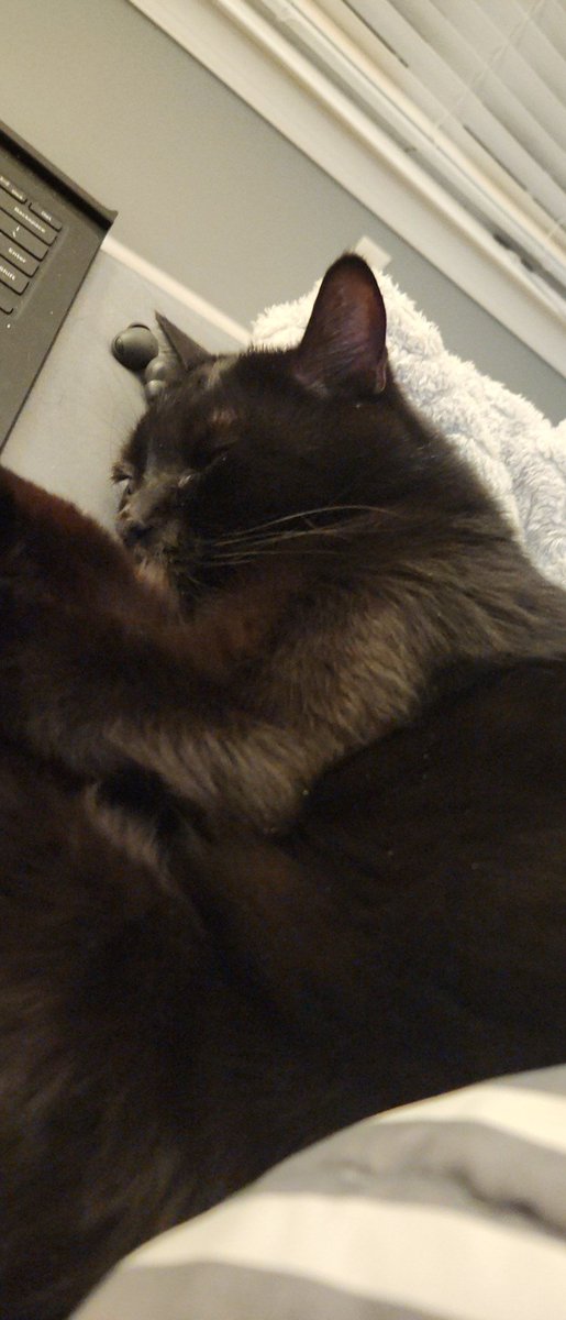 TechOutonYT's tweet image. Sleepy #CatsOfTwitter #animals #animalsoftwitter