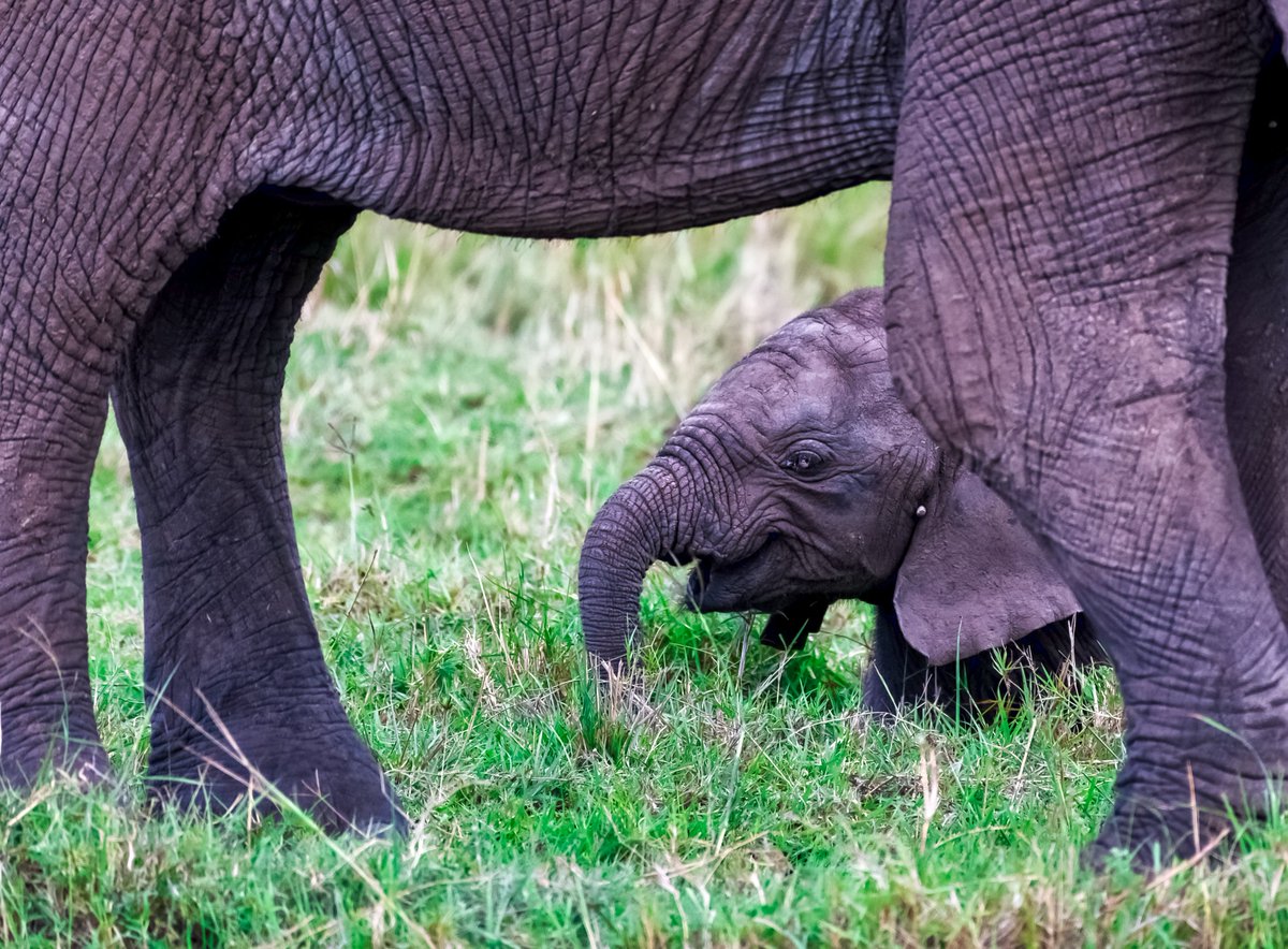 In frame with Mom | Masai Mara | Kenya
.
.
#elephantconservation #natureshooters #bestnatureshot #wildlife_aroundworld #destination_wild #nationalgeographic #featured_wildlife #bownaankamal #natgeo #masaimara #super_africa #nuts_about_wildlife #animal_sultans #wildglobe