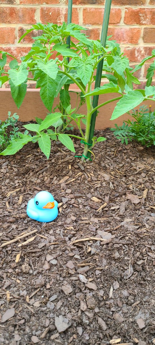 Ashorter7's tweet photo. Bubbles has us off to a good start this summer. Some gardening and a water fight. #dsaluckyduck https://t.co/9kZO7aTDML
