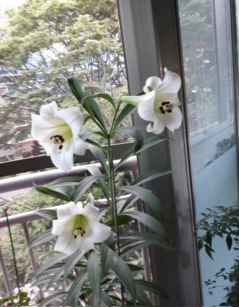 우리집 베란다 에
청순한 백합꽃이
피었습니다.
