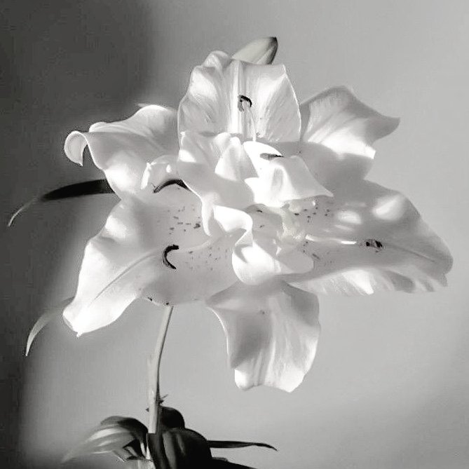 misul (art) 〄 *̥₊ inactiva tweet media