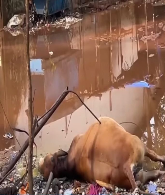 AmarnathAldona's tweet photo. Cow dies of eloctrocution at Porvorim due to total negligence of @GoaElectricity. Power Minister @SudinDhavalikar must take PRAYASCITTA (Penance) for killing GOMATA &amp; Resign from the most insensitive @BJP4Goa Government under irresponsible @goacm @DrPramodPSawant. #DharmAdharm https://t.co/1YB98P2xaL