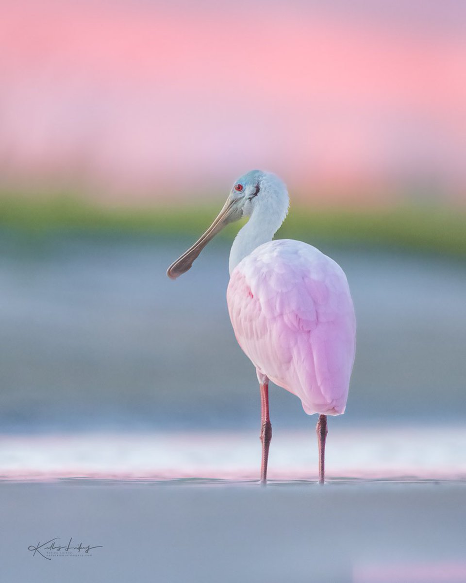 Praveen_nature's tweet photo. #Roseatespoonbill #Spoonbill #Birds #Birdsphotography #Pink #Beautiful #Nature #Naturelover #Naturebeauty #Natureshot #NaturePhotograhpy #Rajasthan #Uttarpradesh #Assom #Manipur #Bangladesh #Migratorybirds #India #IncredibleIndia https://t.co/T4vKmr8u3b