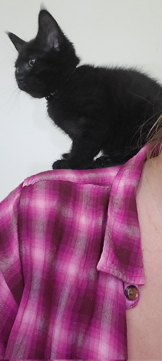 NinjaKitten18's tweet photo. So I took this stray in cause I'm a moosh and my vet tech side says keep them all lmao she is the definition of black cat attitude but she is lucky she is cute (she is super sweet when she is all cuddles though) 🤣 https://t.co/Mika7XHqQT