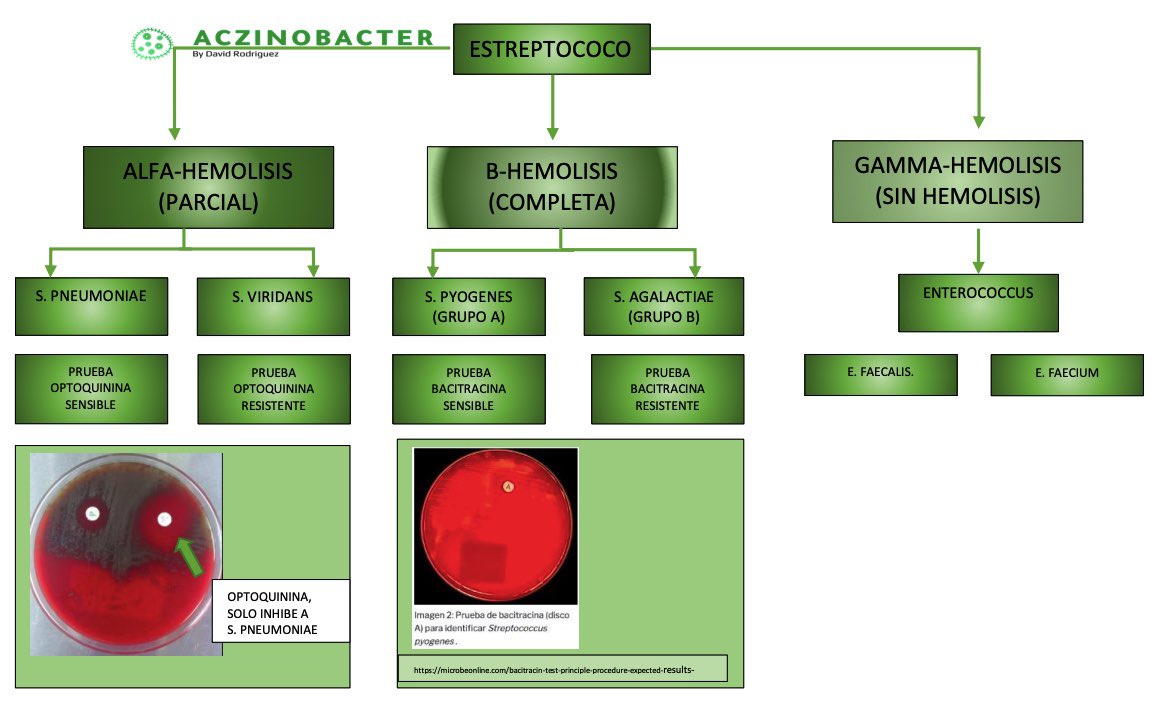 aczinobacter's tweet photo. Estreptococos—> cocos gram + anaerobios facultativos, catalasa negativos

🩸🩸Hemólisis (alfa, beta y gamma)
🦠🦠 Prueba de Bacitracina
🦠🦠Prueba de Optoquinina

Nos ayudan a diferencias las distintas especies.
#microbiologia #infectologia #bacteria https://t.co/D3qlbOCDhB