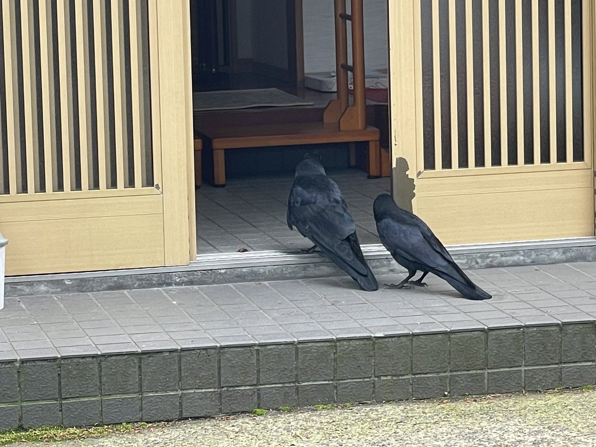 千秋公園の神社⛩にカラスがいました。よくよく見てると、玄関前でゴハンをください！と言って待っているみたい。お行儀よく敷居の前で待っているのが、賢い！！

その後、縁側からパンくずもらってました😊
