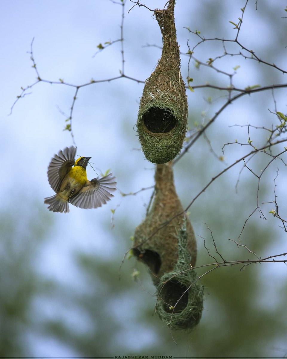 Praveen_nature's tweet photo. #Bayaweaver #Weaverbird #Beautiful #Nest #BirdNest #NatureEngineer #Birds #Birdsphotography #Nature #Naturelover #NatureBeauty #NaturePhotograhpy #Konaseema #Bhimavaram #Amalapuram #Palakollu #Eastgodavari #Vizag #Andrapradesh #India #IncredibleIndia https://t.co/1acaVnMg5U