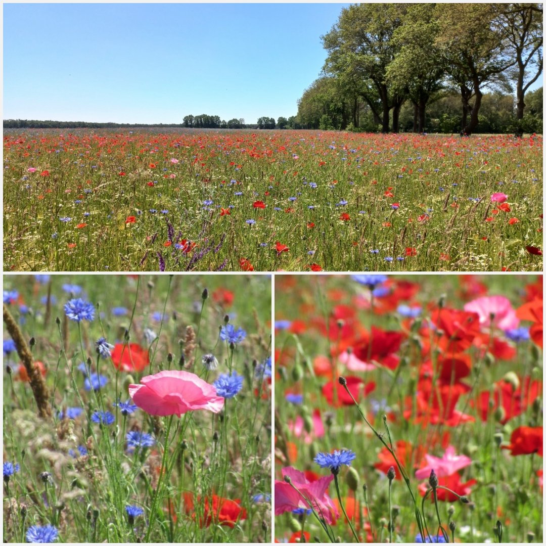 Zover je kunt kijken bloemen #klaprozen #korenbloemen dag 11 #junibloeiers 🍃🌺🍃