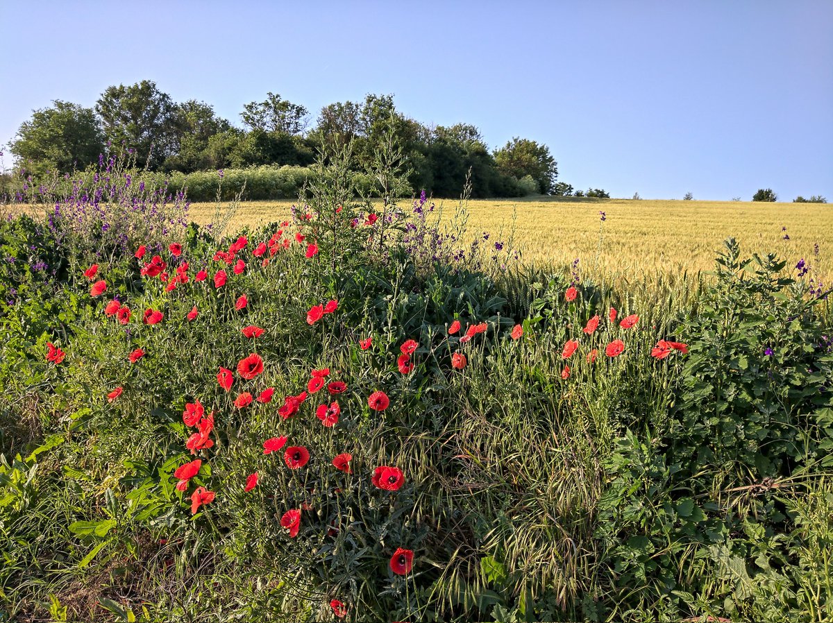 Good morning! Have a nice Sunday!
#ShotOnNokia
#Nokia9PureView 📱