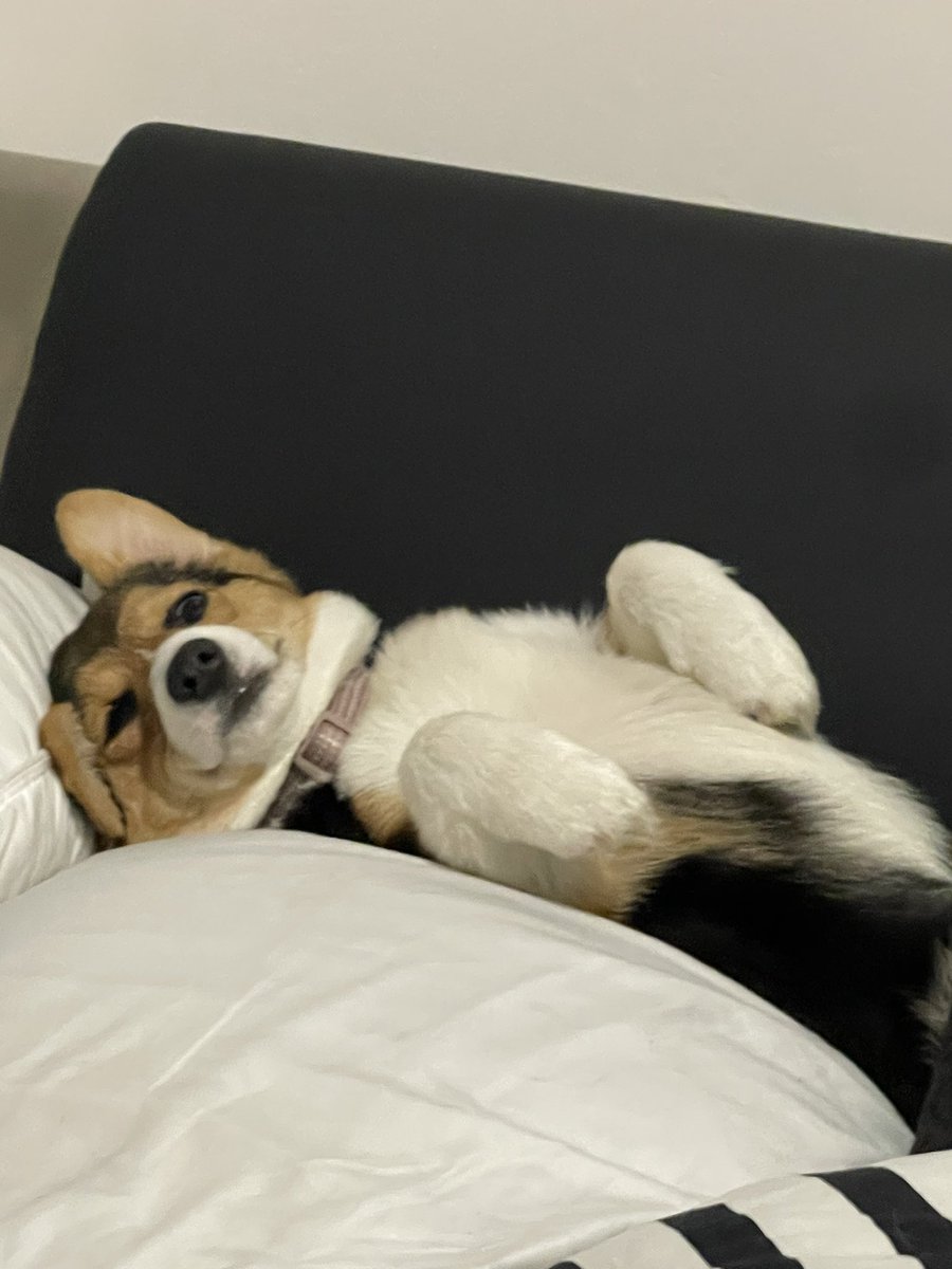 ktam07's tweet photo. @iamcardib  welp this is cardi the corgi #bigbootypuppys #CardiB https://t.co/tyAUwJL4P6