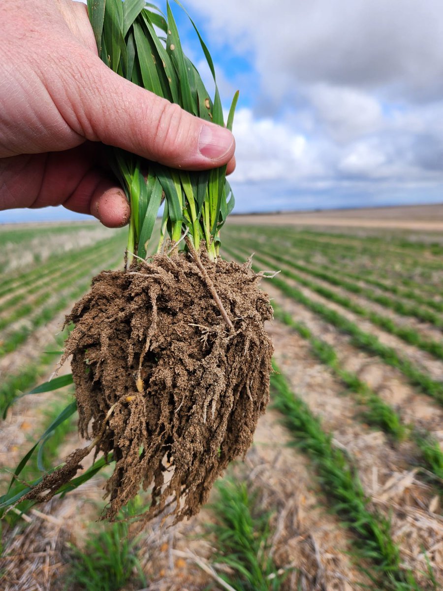 jprinsloo3's tweet image. OmniRHR root Hydrytion on Oats near Newgedate at 2.5 Litre/ha. Planted 27 April with 7mm rain 10 days  after planted . Amazing new product.