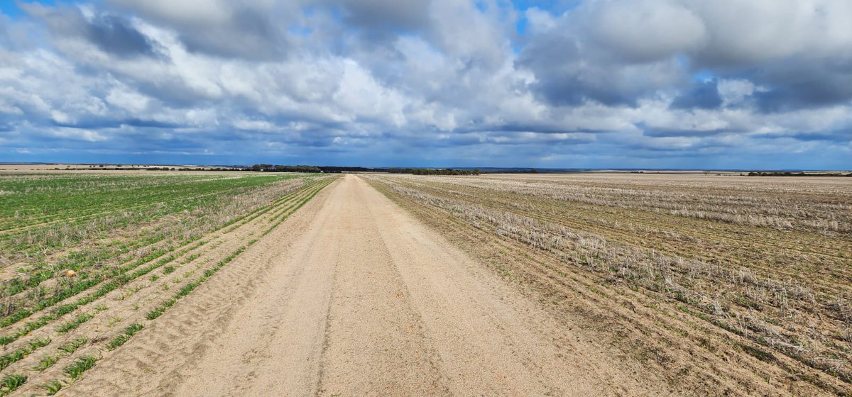 jprinsloo3's tweet image. OmniRHR root Hydrytion on Oats near Newgedate at 2.5 Litre/ha. Planted 27 April with 7mm rain 10 days  after planted . Amazing new product.