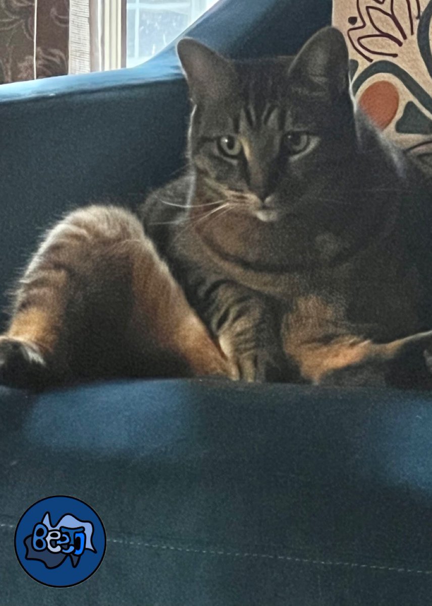 beetosupply's tweet image. #diabetes #type1warrior #dexcom #cgm #diabeteslife #DexDecor