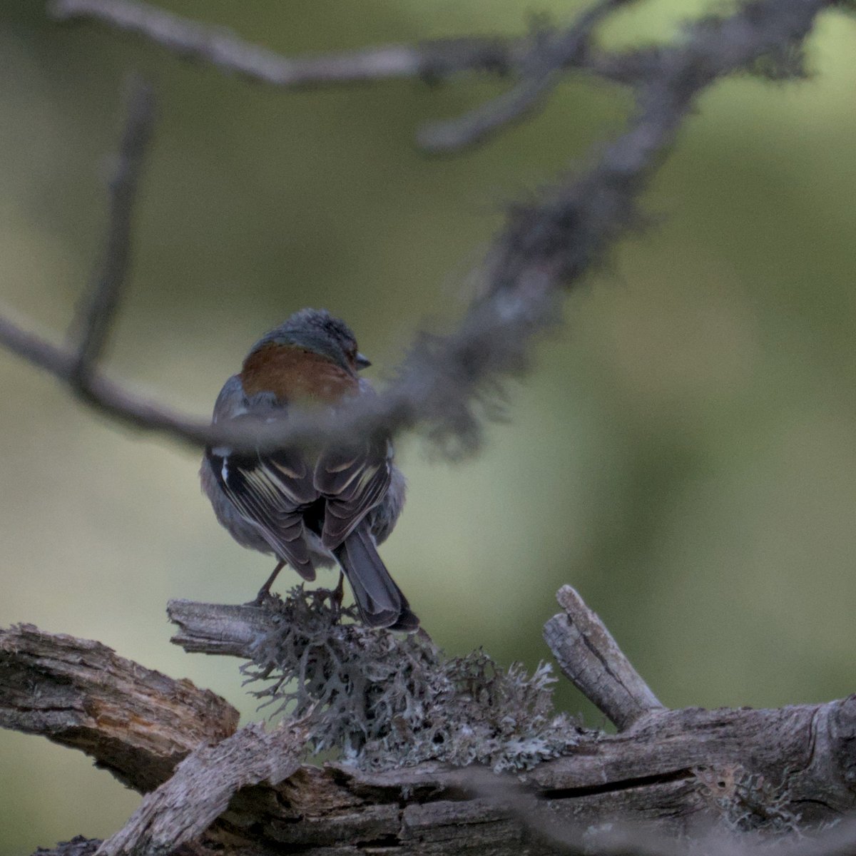 AegonV's tweet photo. Pinsà Comú | Pinzón Vulgar
#Fringilla_coelebs #CommonChaffinch #PinsàComú #PinzónVulgar
#amateurphotography #natura #nature #naturaleza
#birdingphotography #Birds #Ocells #birdingcatalunya #Aves #birding
#tamron #Nikon https://t.co/UkmyCTPDjI