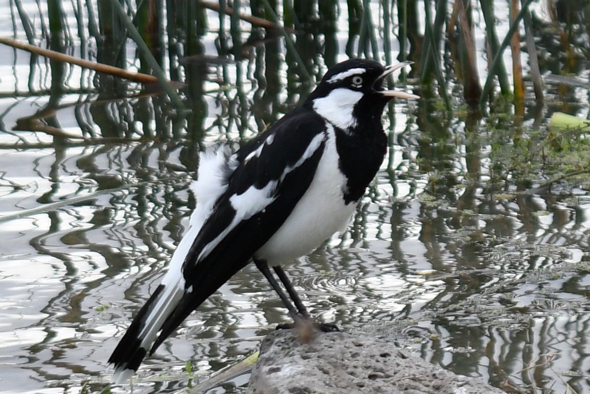 milobirdtime's tweet photo. male magpie lark #BirdsOfTwitter #birdphotography #birding https://t.co/KZD6q7Z84h
