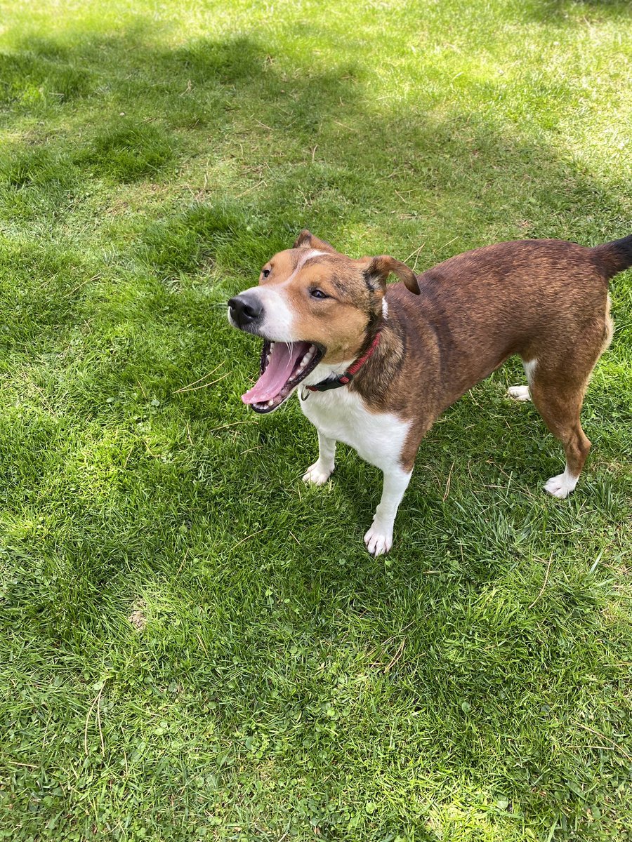 Dante es un precioso mestizo de 3 años y 15 kg sociable y cariñoso al q le gusta pasear y q le mimen, fue sacado de la perrera y busca familia q le cuide hasta el final de sus dias, esta en Madrid tf 669066967