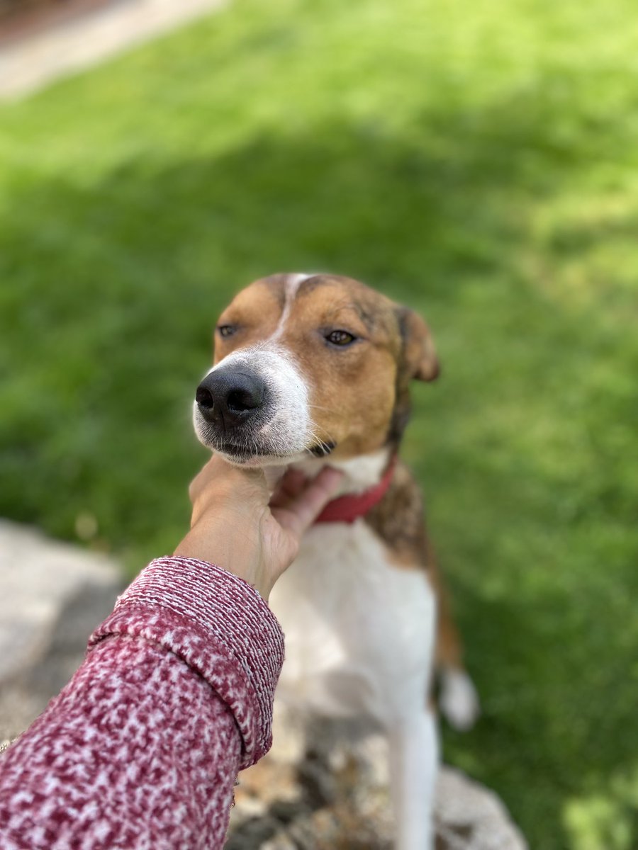 elbosque_org's tweet photo. Dante es un precioso mestizo de 3 años y 15 kg sociable y cariñoso al q le gusta pasear y q le mimen, fue sacado de la perrera y busca familia q le cuide hasta el final de sus dias, esta en Madrid tf 669066967 https://t.co/9EP59llTkl